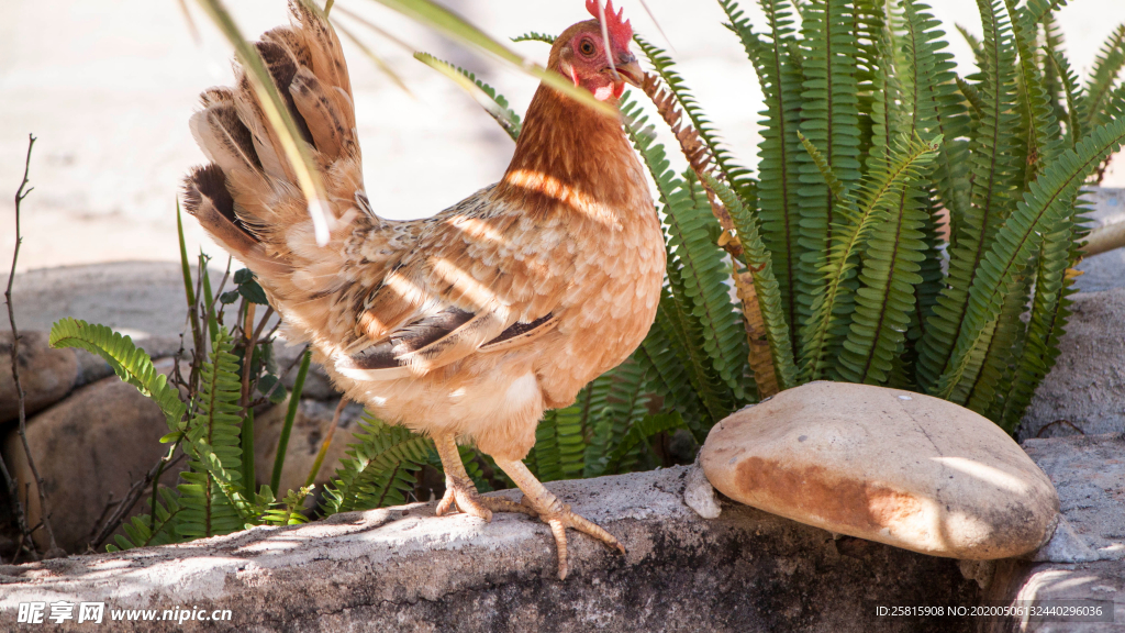 母鸡空山鸟语图片