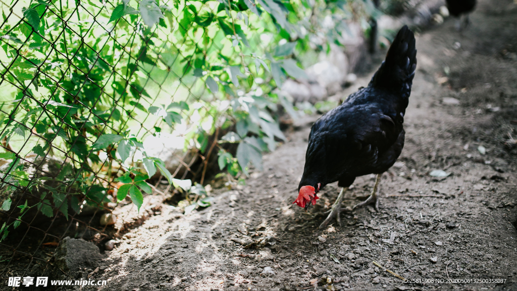 母鸡空山鸟语图片