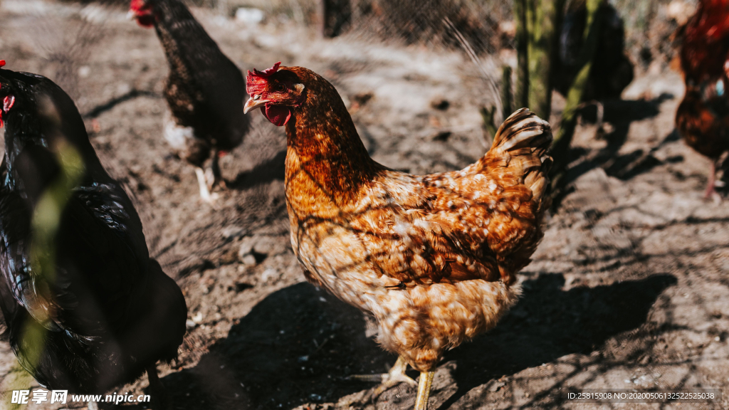 母鸡空山鸟语图片