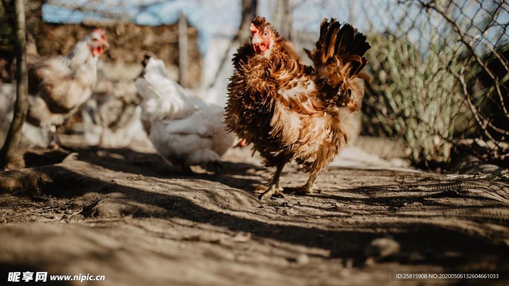 母鸡空山鸟语图片