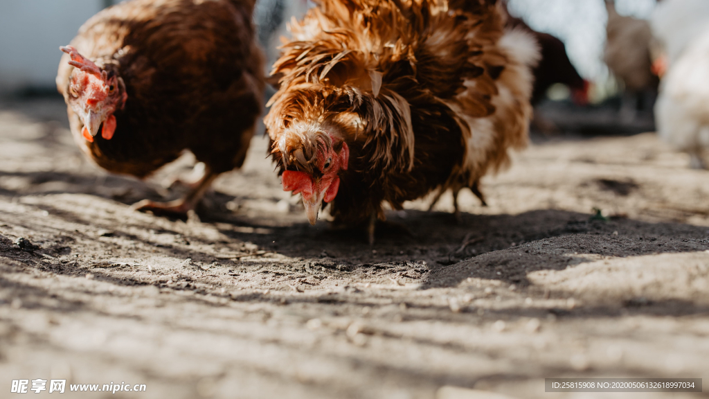 母鸡空山鸟语图片