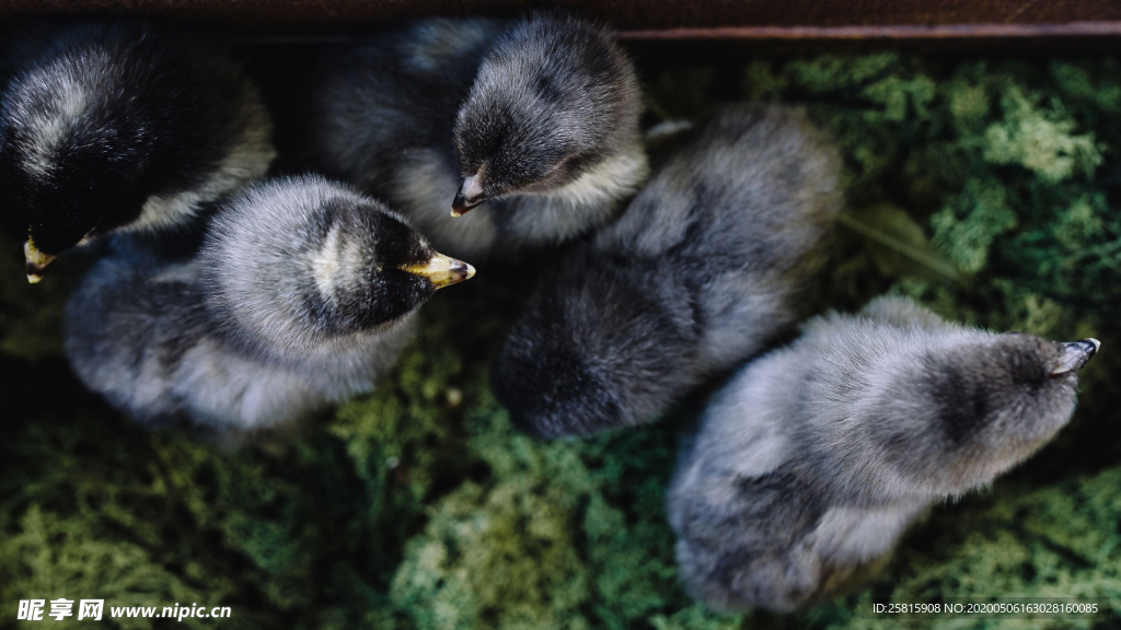 小鸡仔空山鸟语图片