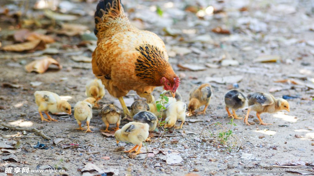 小鸡仔空山鸟语图片