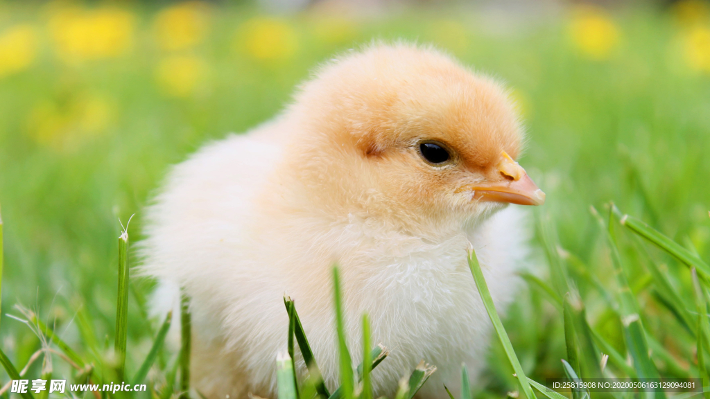 小鸡仔空山鸟语图片