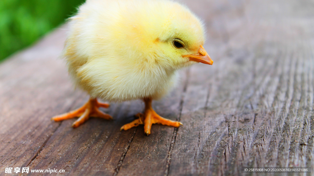 小鸡仔空山鸟语图片