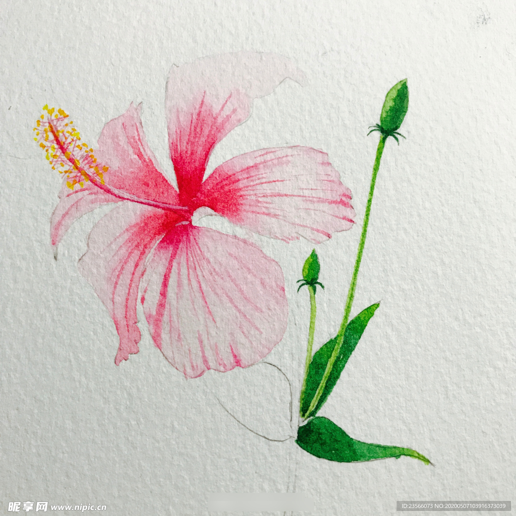 水彩彩铅绘画植物花朵