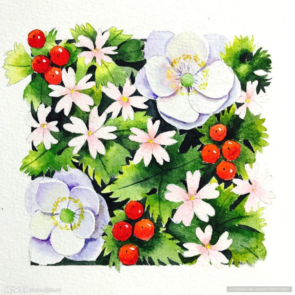 水彩彩铅绘画植物花朵