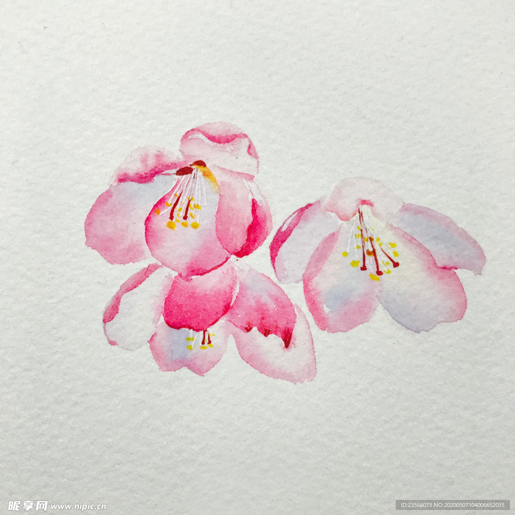 水彩彩铅绘画植物花朵