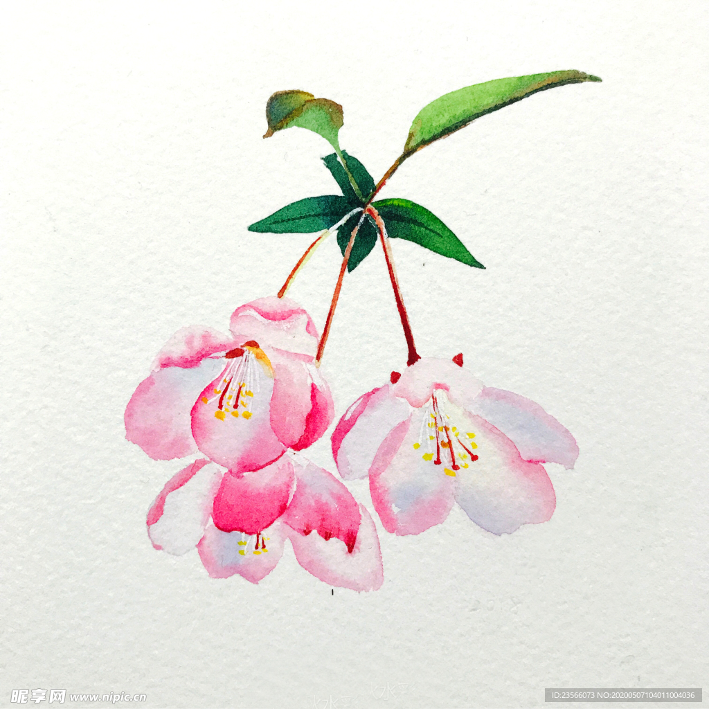 水彩彩铅绘画植物花朵