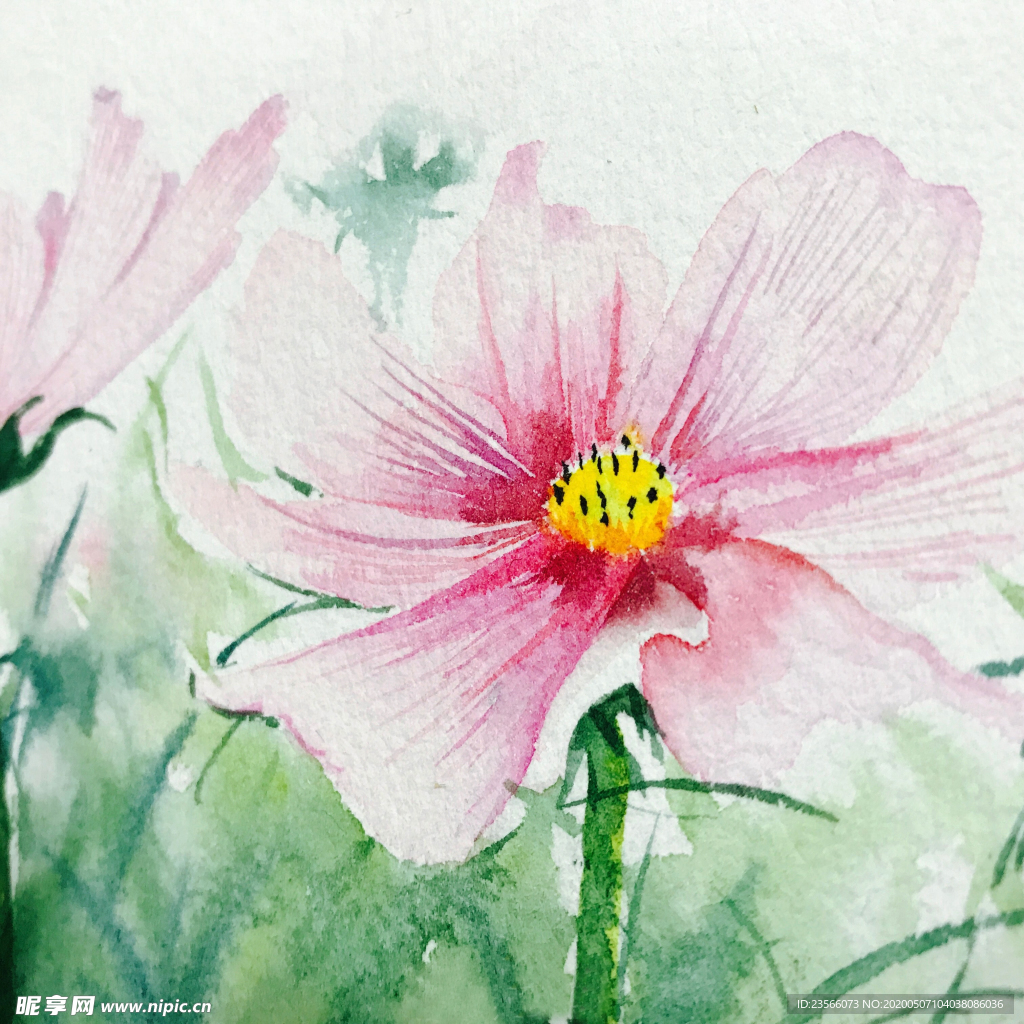 水彩彩铅绘画植物花朵