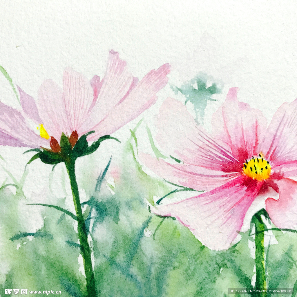 水彩彩铅绘画植物花朵