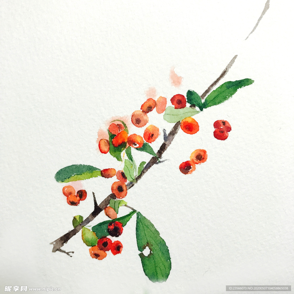 水彩彩铅绘画植物花朵