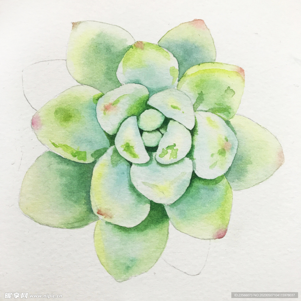 水彩彩铅绘画植物花朵