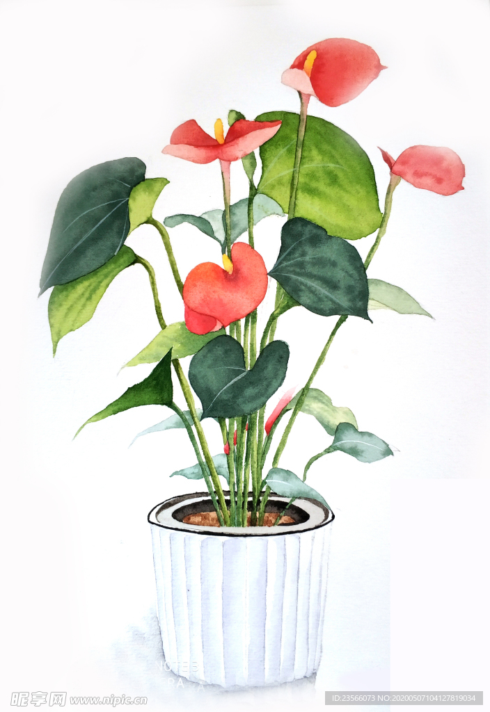 水彩彩铅绘画植物花朵