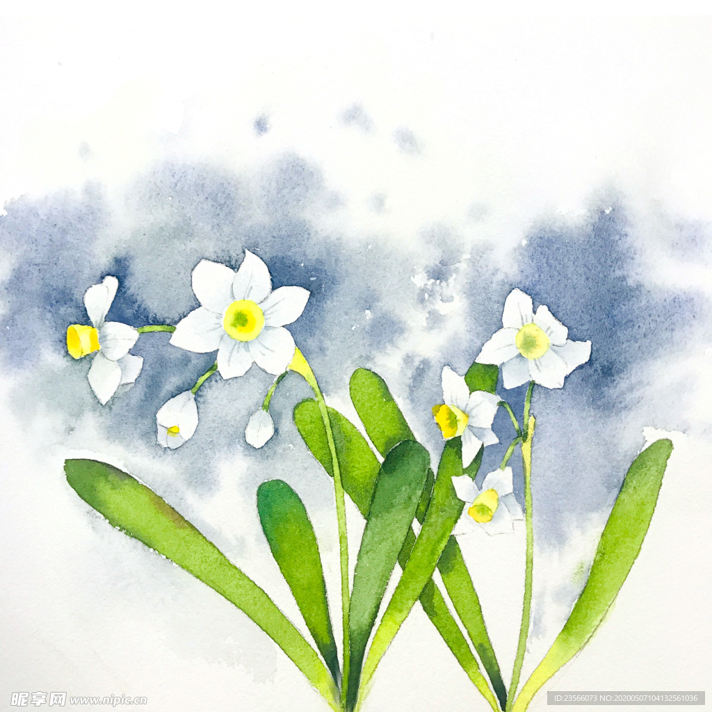 水彩彩铅绘画植物花朵