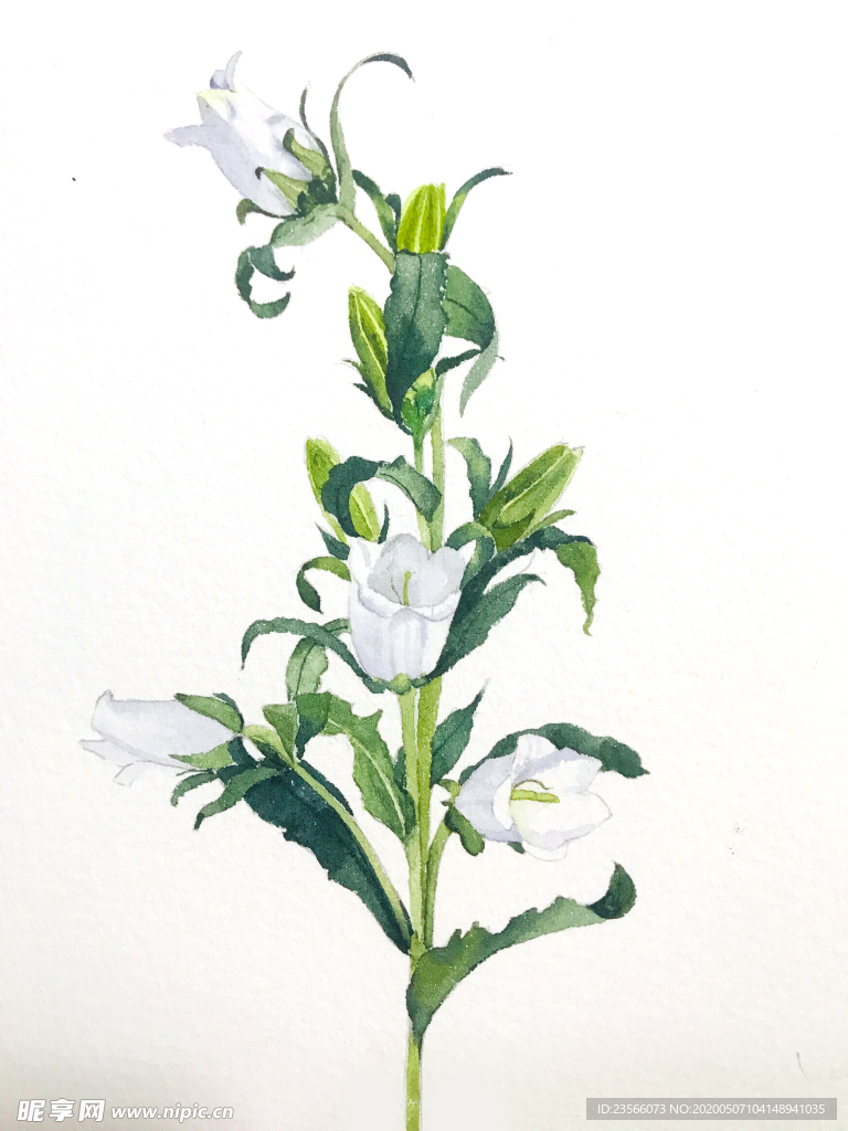 水彩彩铅绘画植物花朵