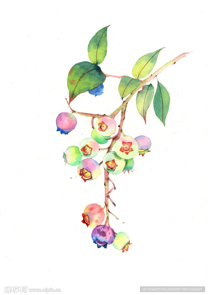 水彩彩铅绘画植物花朵