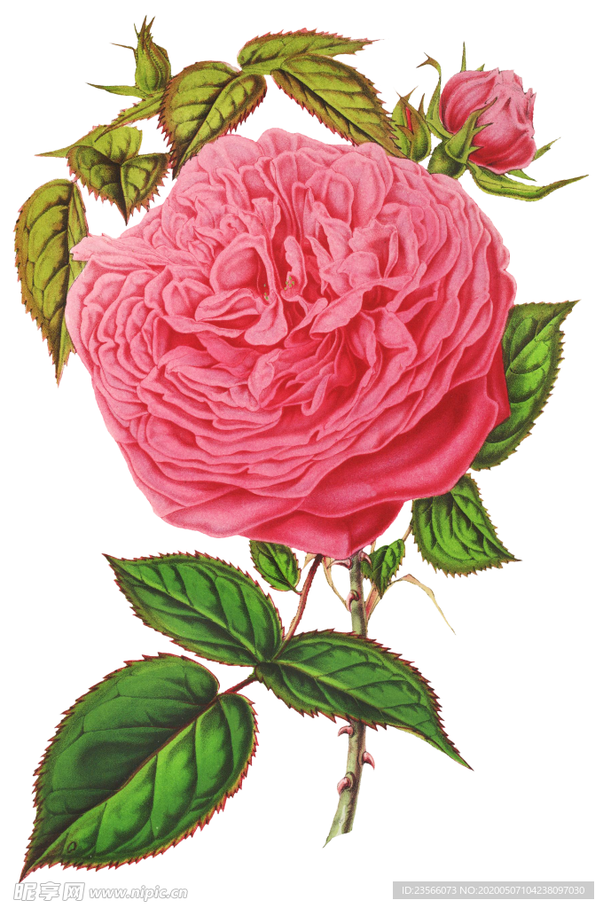 复古花朵植物图案