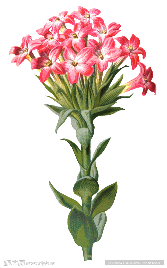 复古花朵植物图案