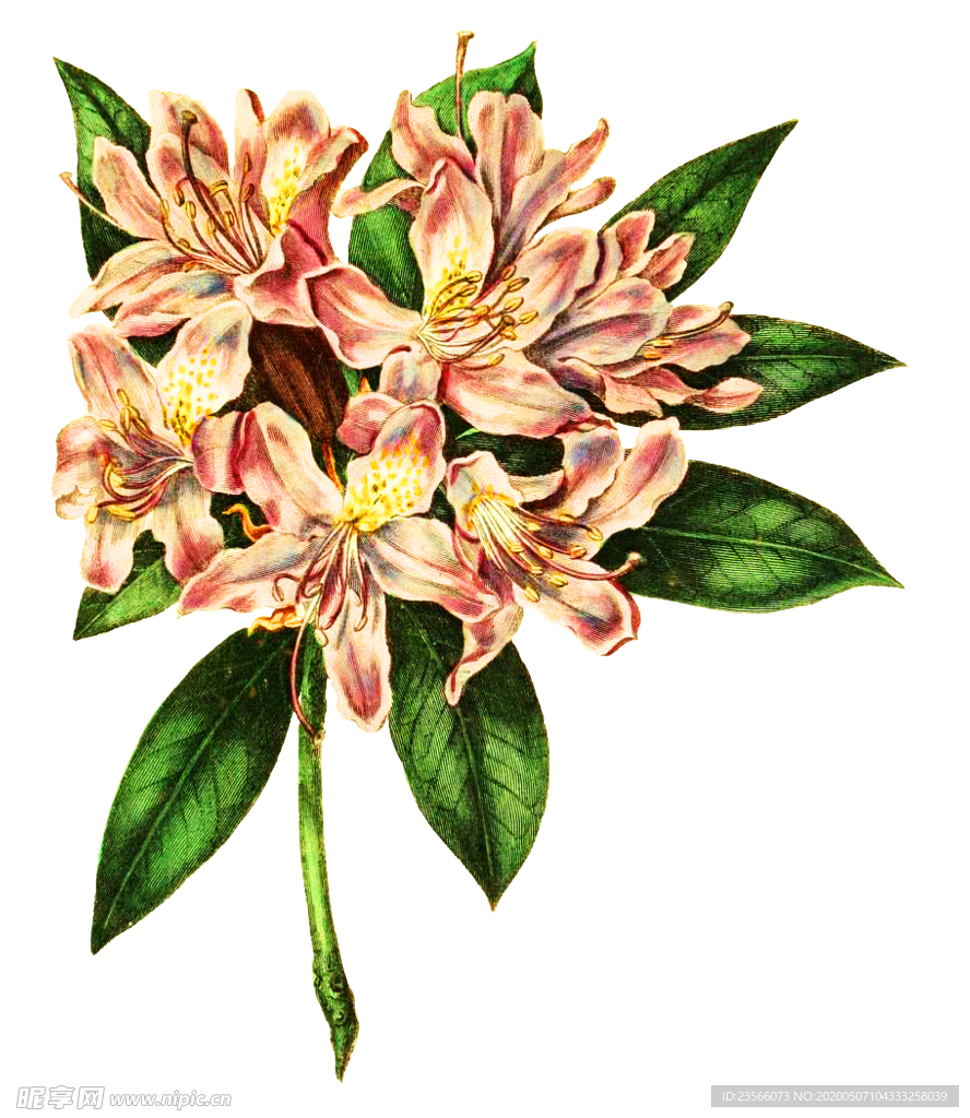 复古花朵植物图案