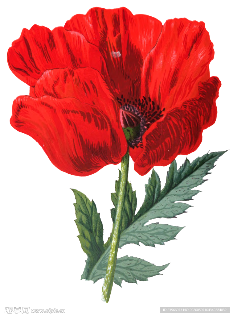 复古花朵植物图案