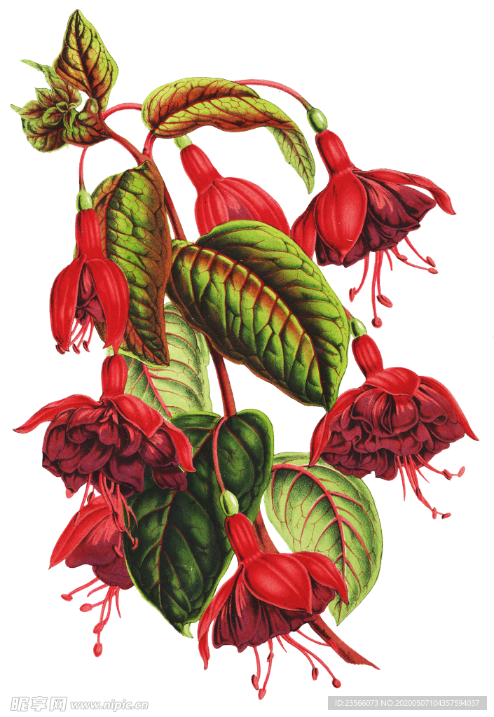 复古花朵植物图案