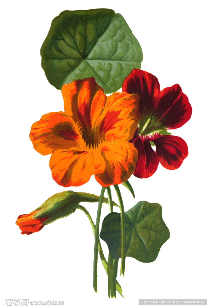 复古花朵植物图案