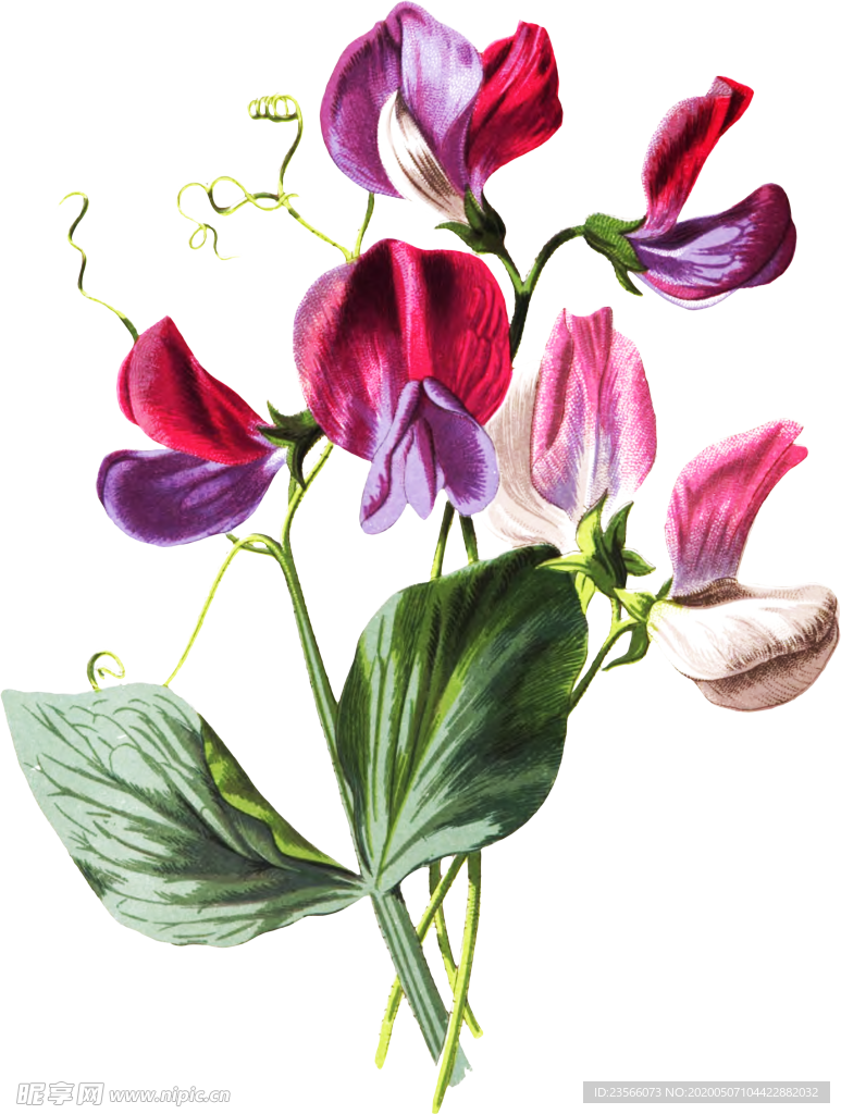 复古花朵植物图案