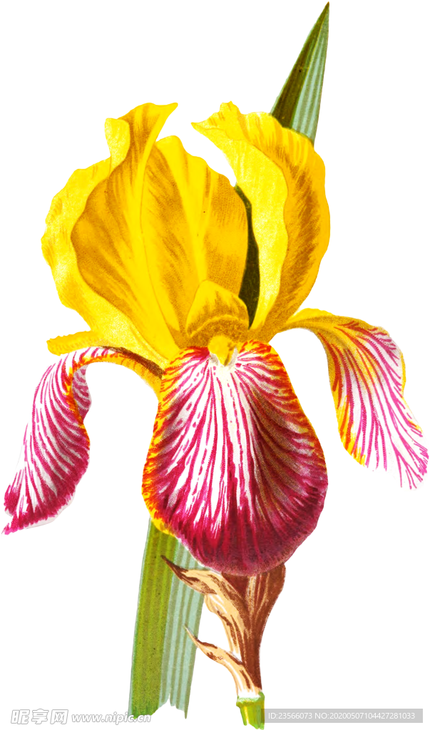 复古花朵植物图案