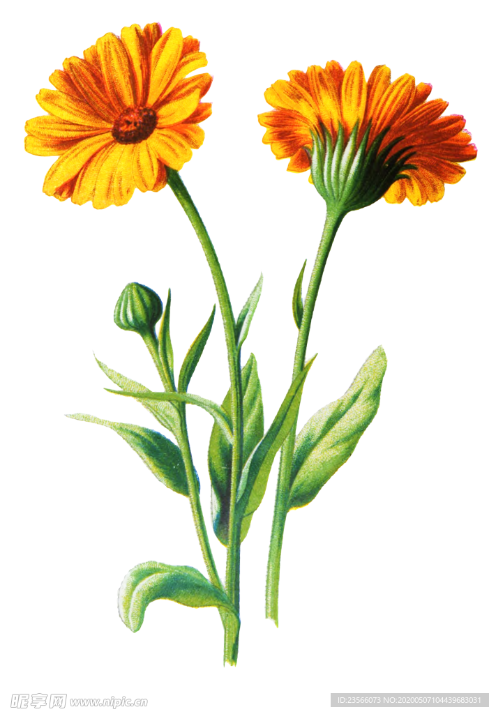 复古花朵植物图案