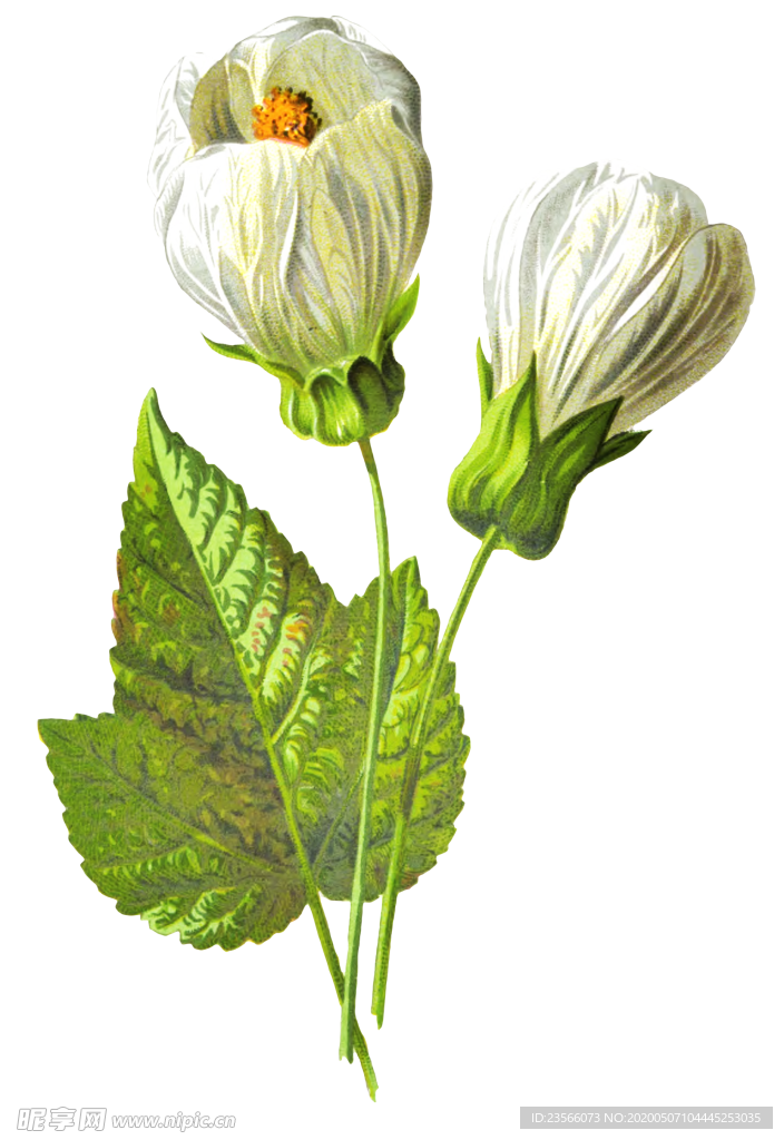 复古花朵植物图案