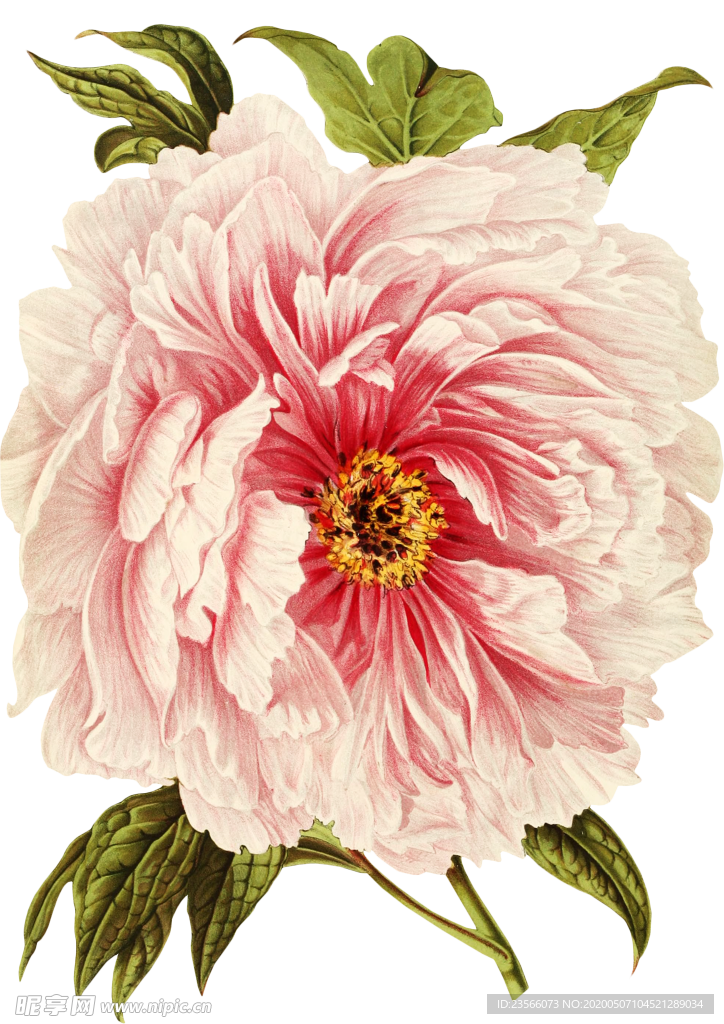 复古花朵植物图案