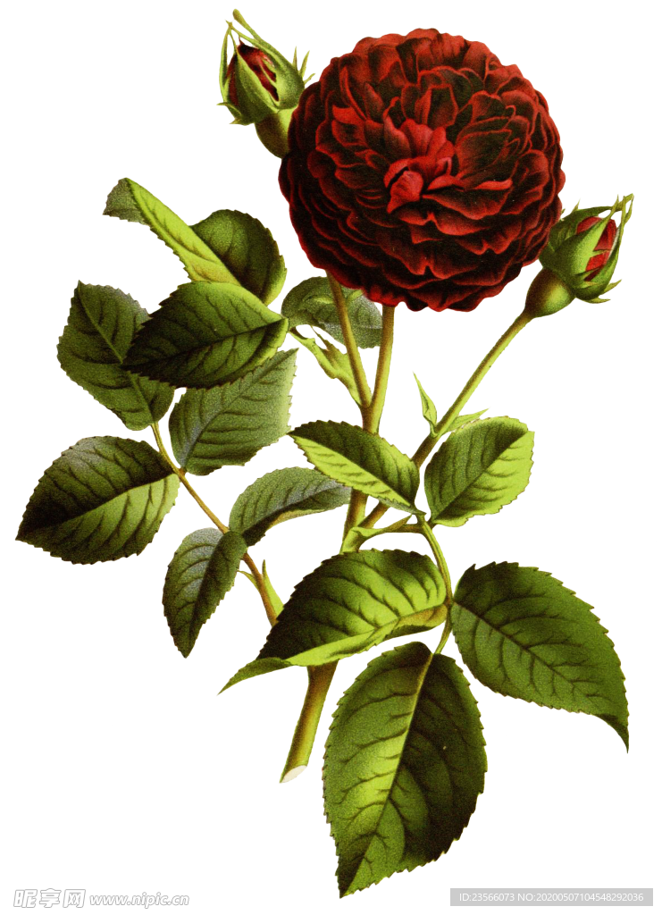 复古花朵植物图案