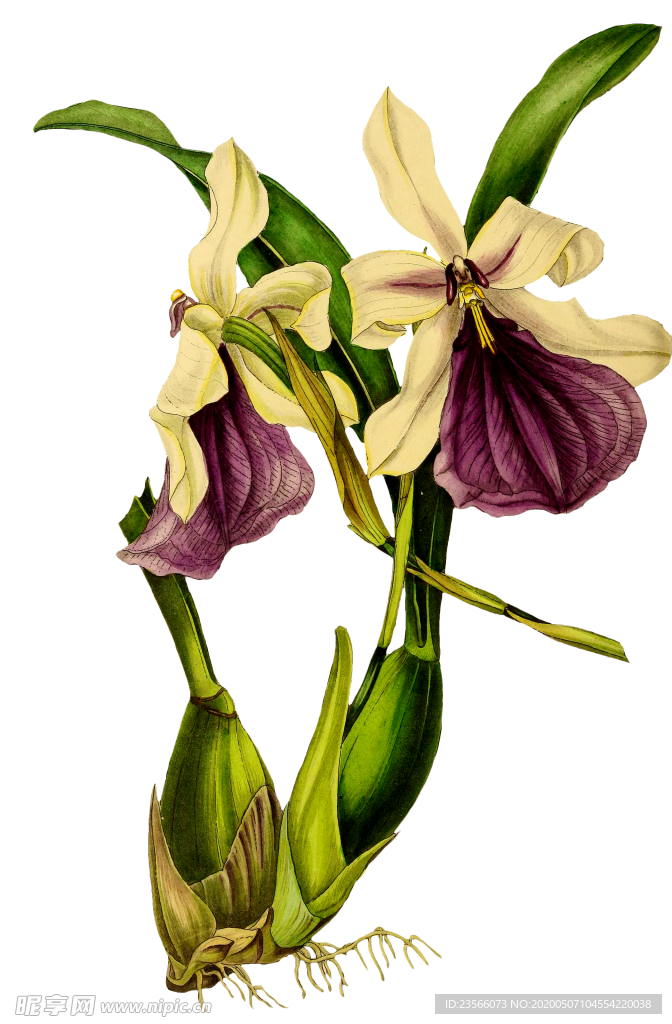 复古花朵植物图案