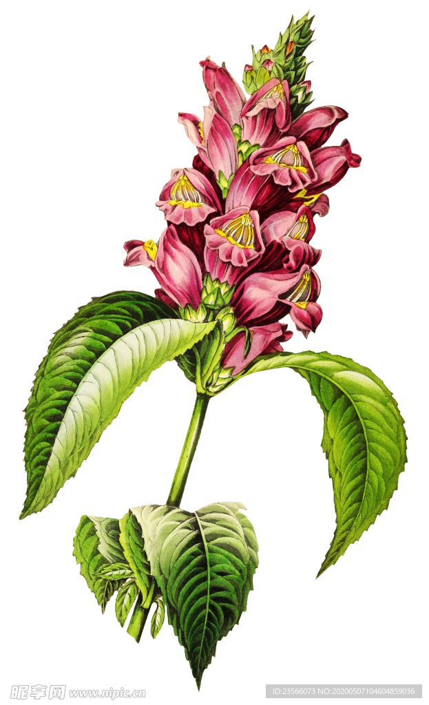 复古花朵植物图案