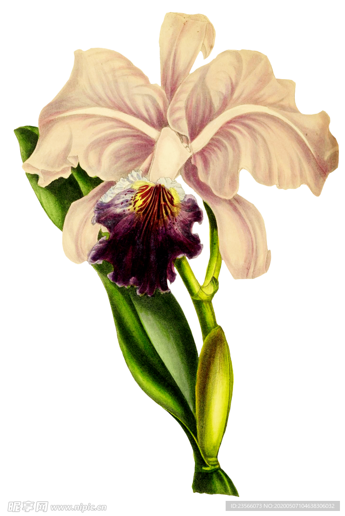 复古花朵植物图案