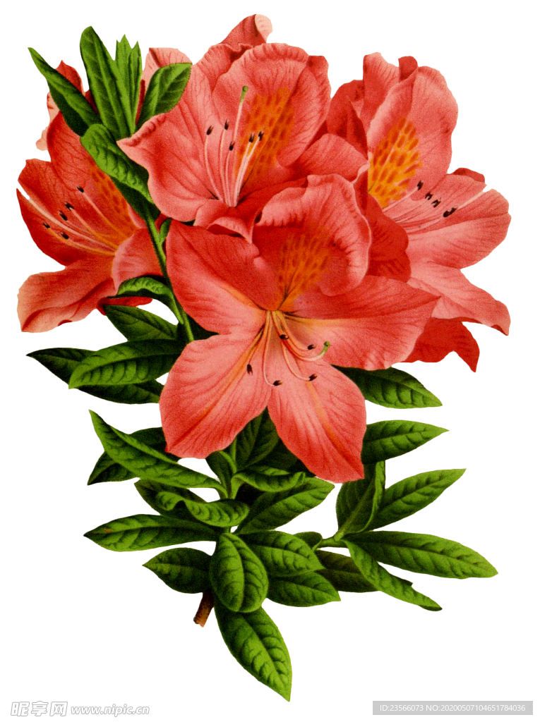 复古花朵植物图案