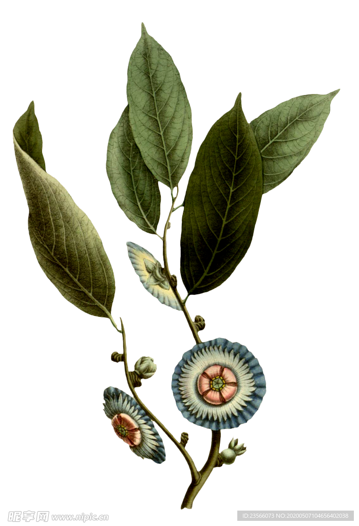 复古花朵植物图案