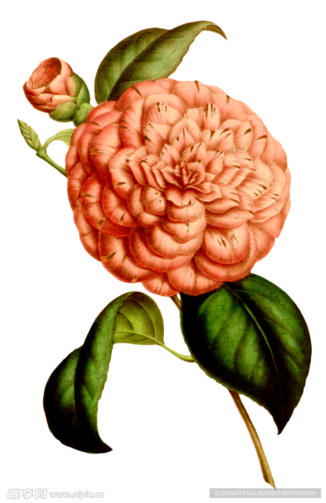 复古花朵植物图案