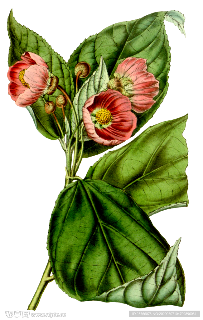 复古花朵植物图案