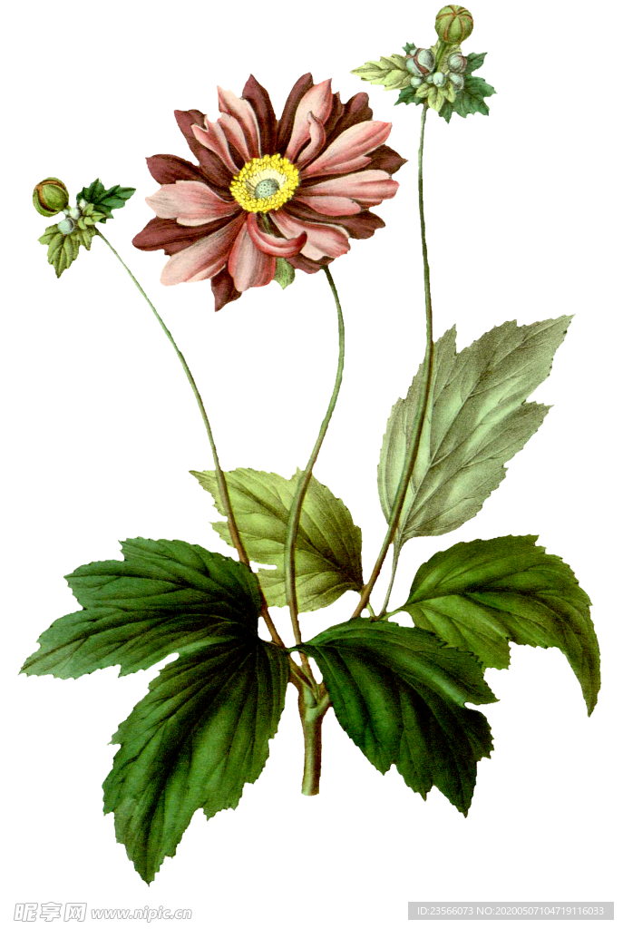 复古花朵植物图案