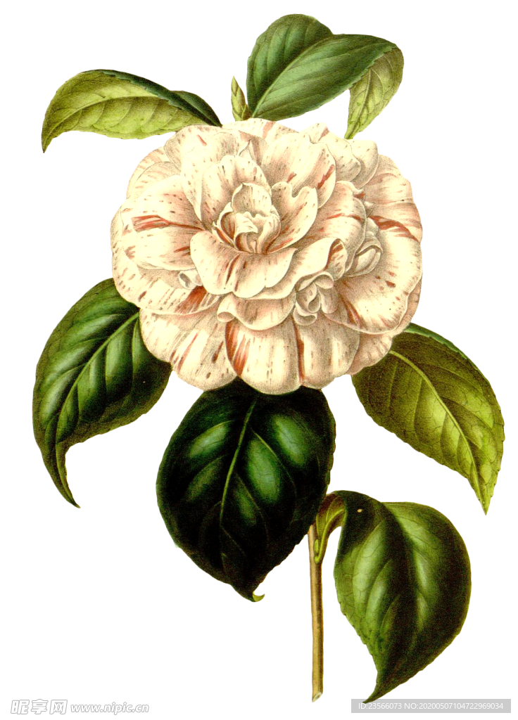 复古花朵植物图案