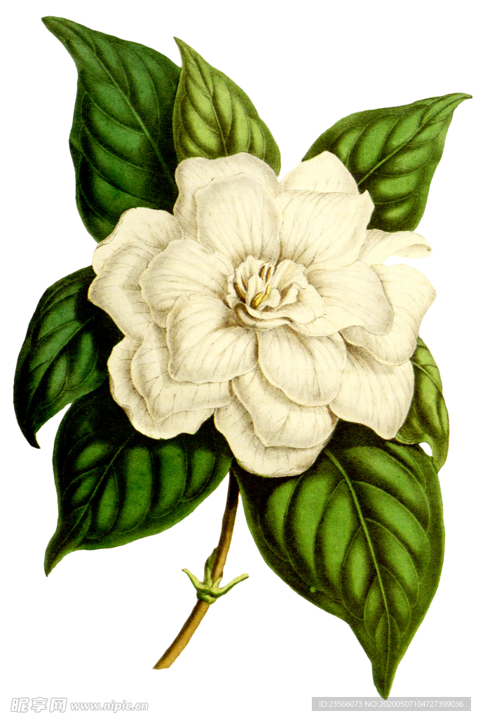 复古花朵植物图案