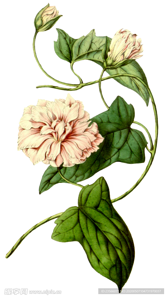 复古花朵植物图案