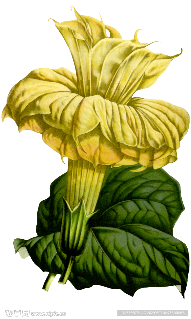 复古花朵植物图案