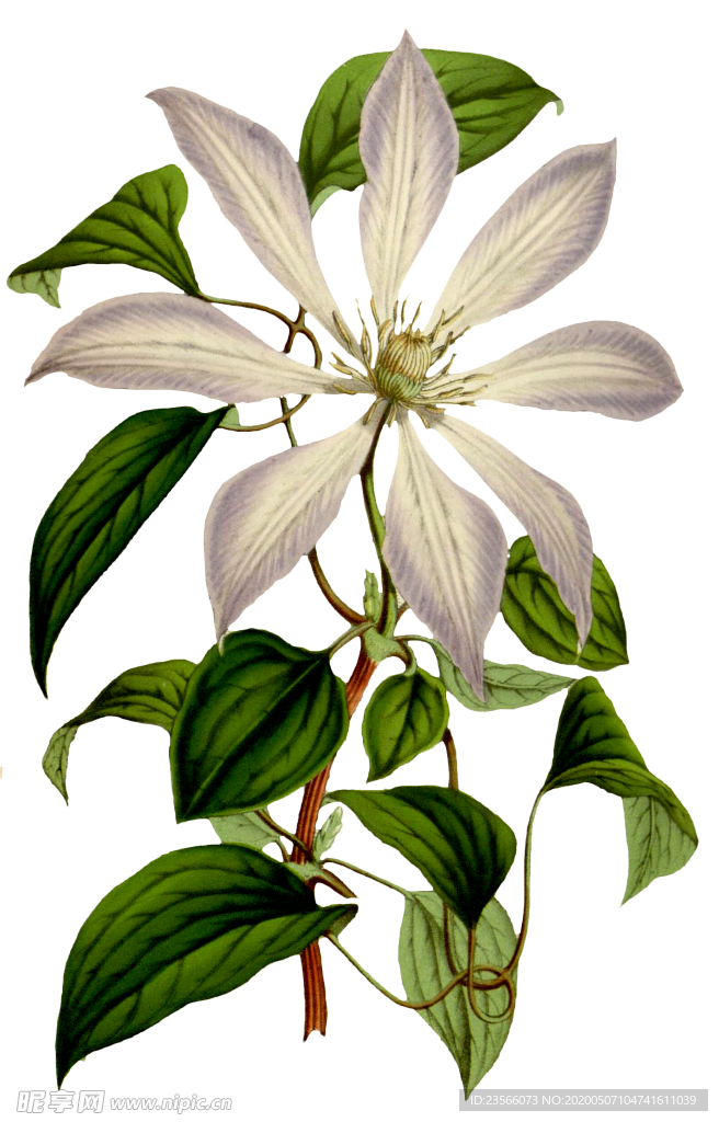 复古花朵植物图案