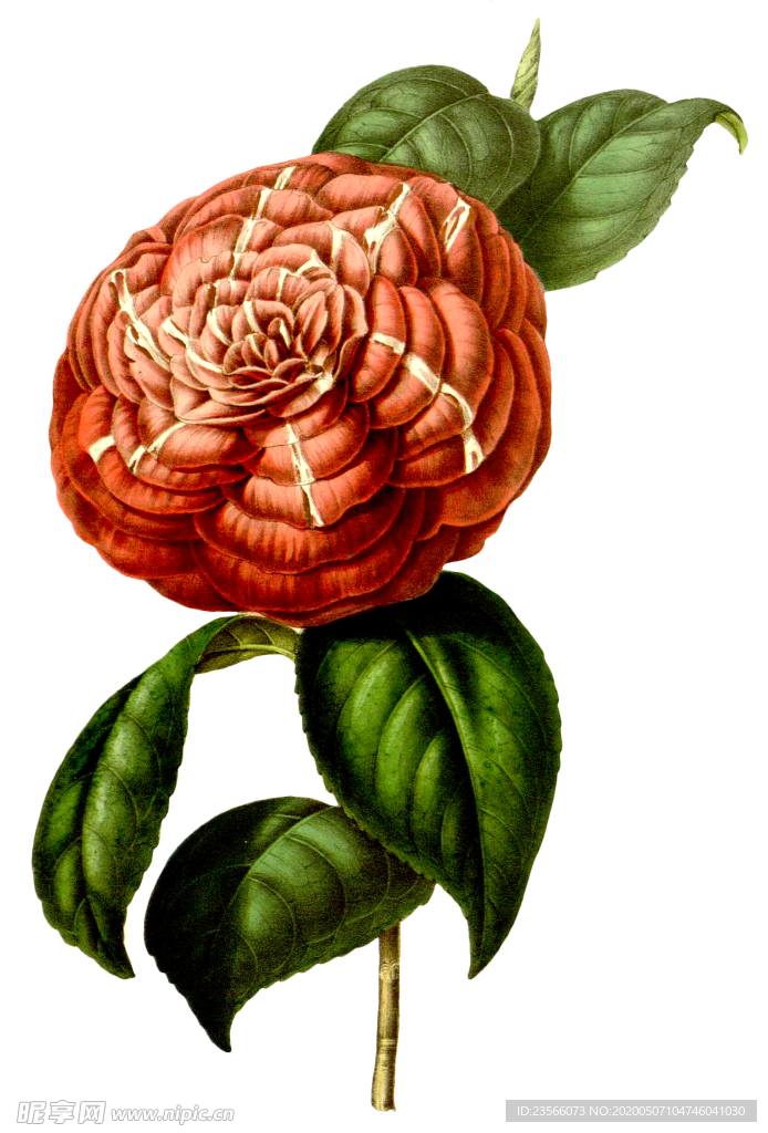 复古花朵植物图案