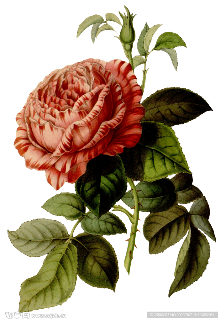 复古花朵植物图案