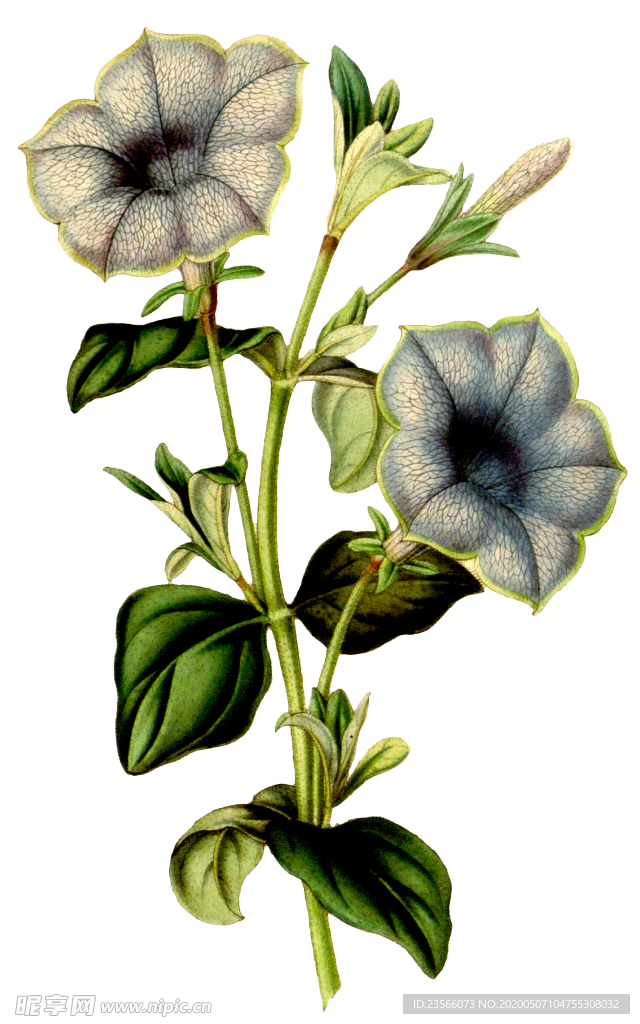 复古花朵植物图案