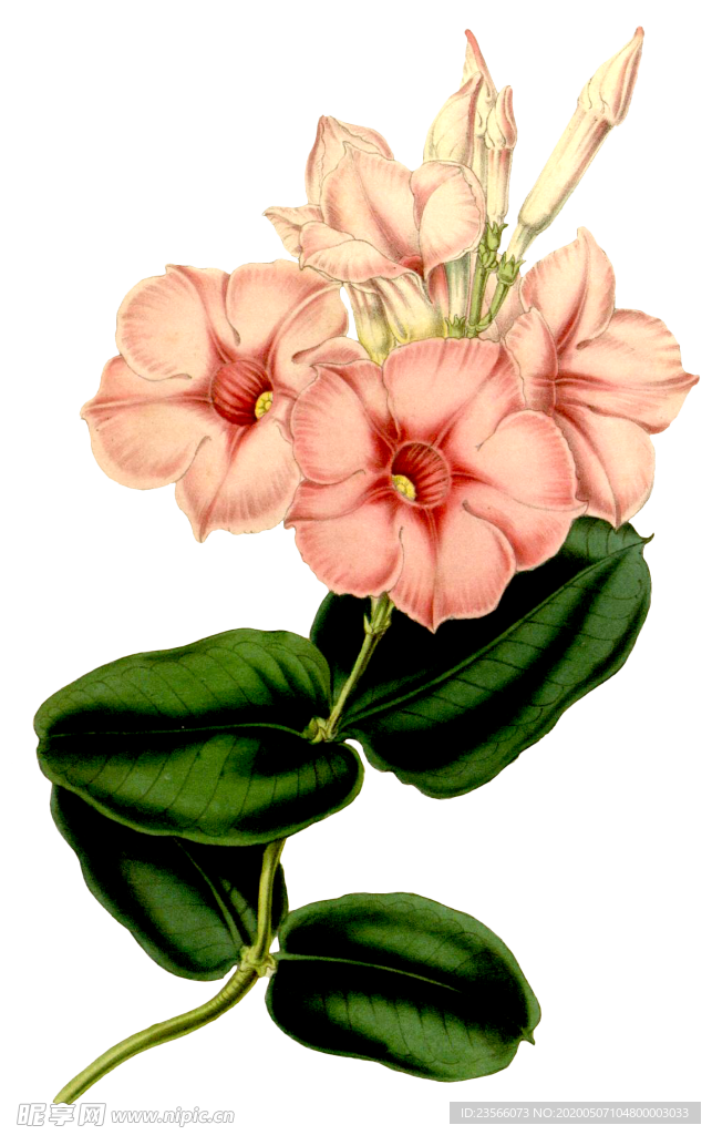 复古花朵植物图案